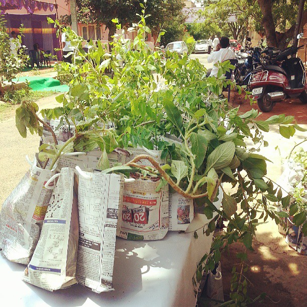 My friend is giving plants as tamboola in his wedding. I like it.