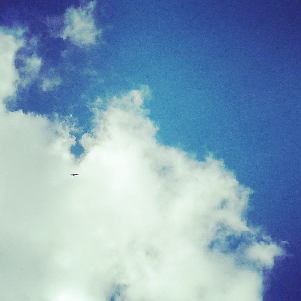 Free bird