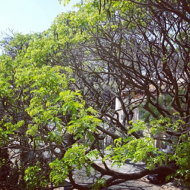 Neighbourhood rain tree going green