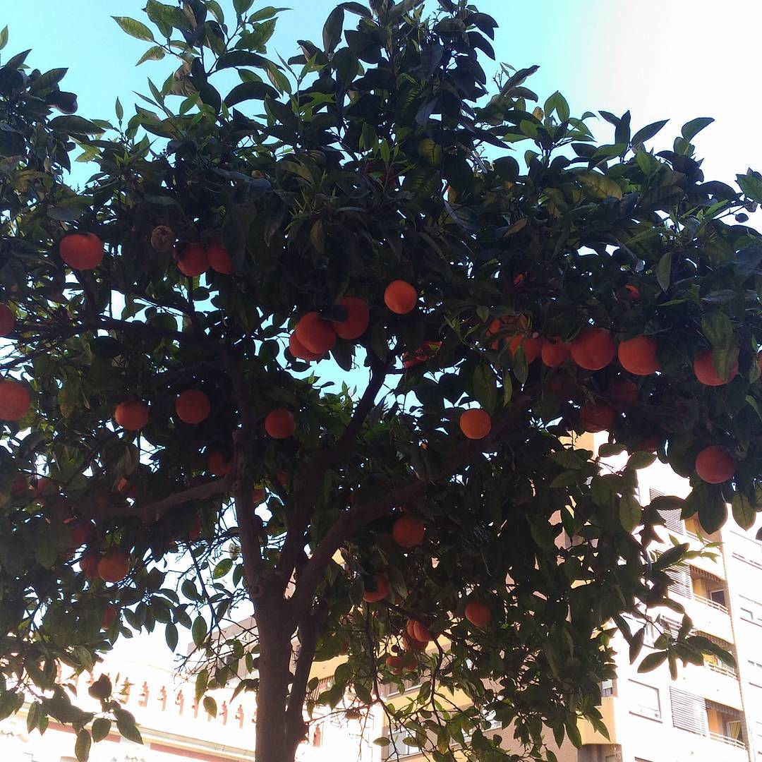 Oranges on foot path