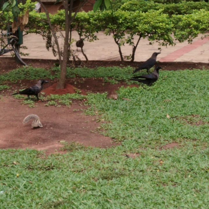 A rat, squirrel, crows and a bird fighting for a piece of bread in Cubbon park.